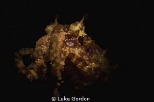 The Blue-Ring of Dauin by Luke Gordon 